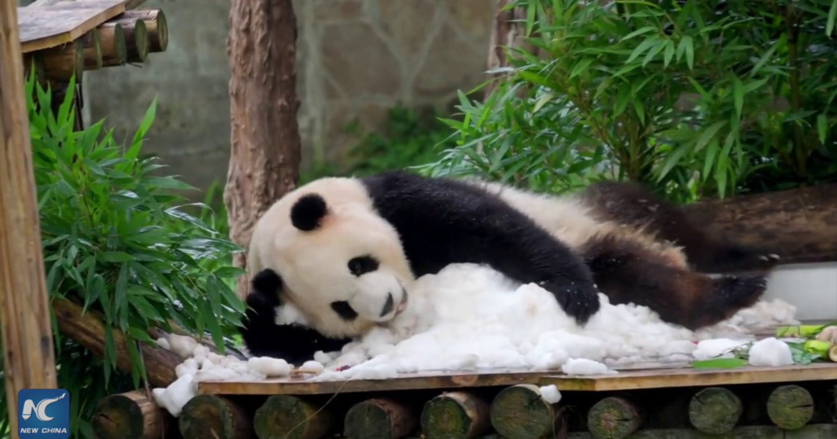 Na Kitajskem praznovali rojstni dan dveh triletnih pand gigantov