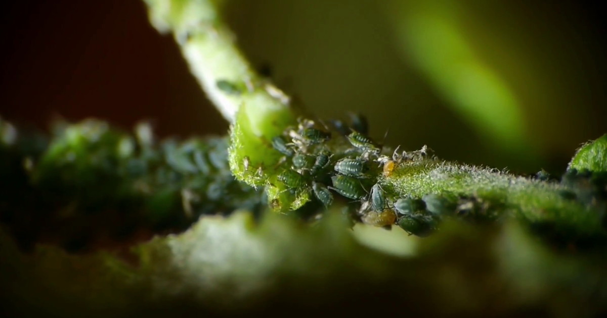 Kmetijstvo se zoperstavlja novim izzivom: inovativne rešitve proti tujim žuželkam