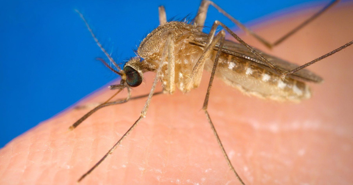 West Nile, 32 casi accertati in Italia: 21 in provincia di Latina