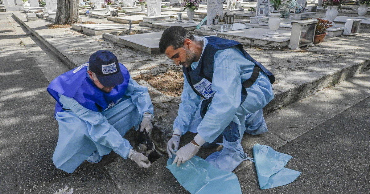 west nile l aumento dei casi e il ruolo degli animali sentinella cosa sappiamo