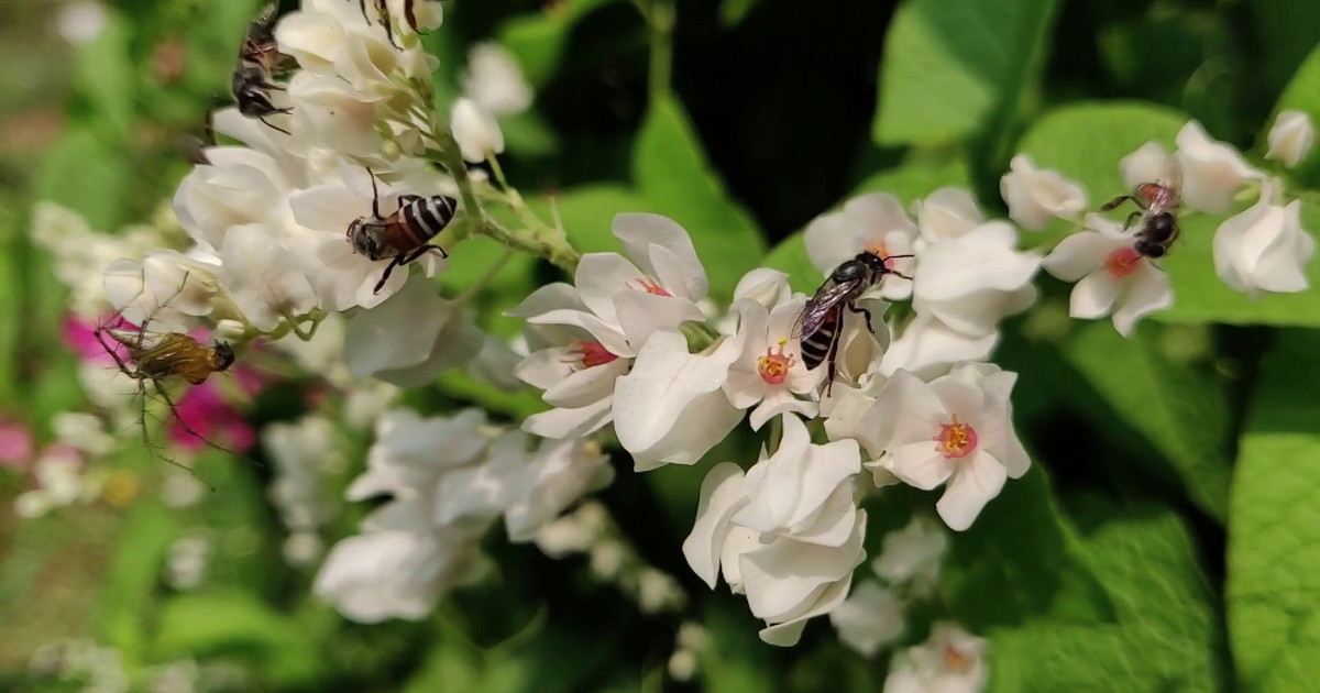 WWF poziva k zakonu o OECM do leta 2030 za zaščito biotske raznovrstnosti