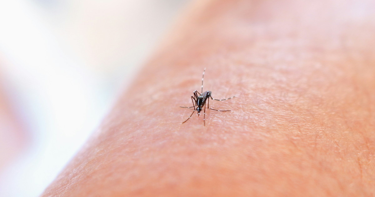 West Nile, sette nuovi casi nel Lazio. Due con sindrome neurologica West Nile, sette nuovi casi nel Lazio. Due con sindrome neurologica
