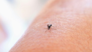 West Nile, sette nuovi casi nel Lazio. Due con sindrome neurologica