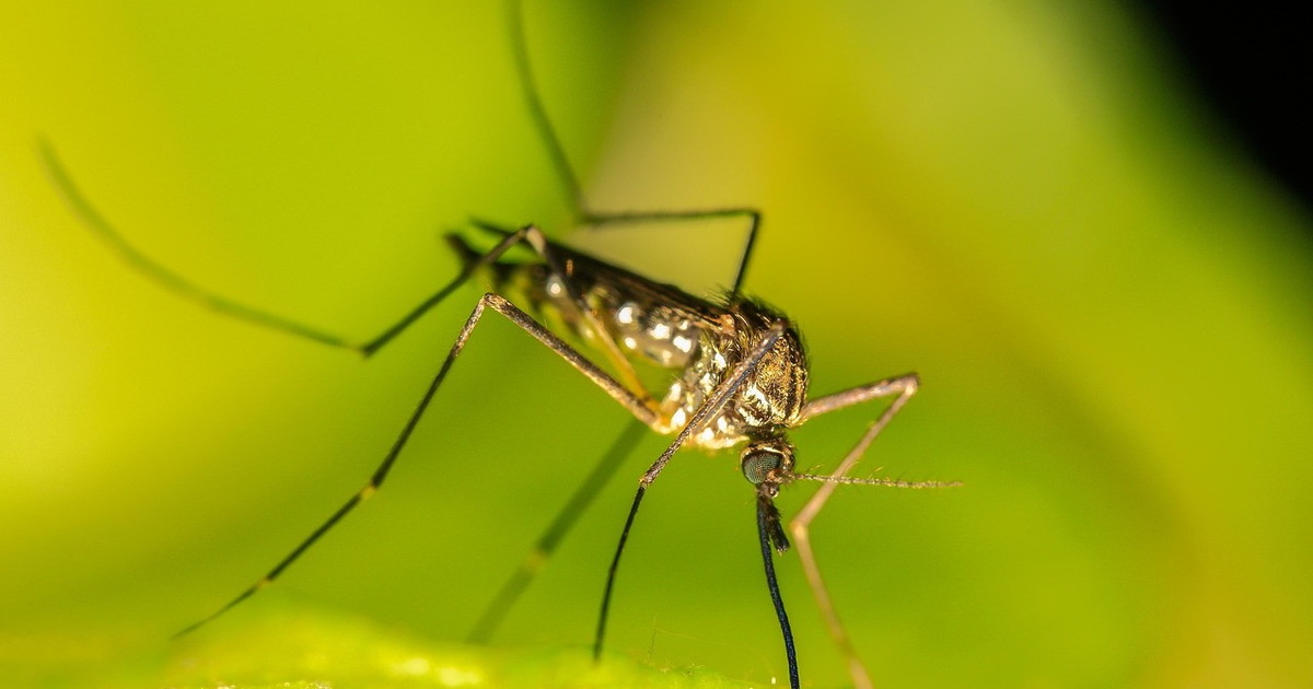 “Dolori debilitanti e rischio epidemia”. Scatta l