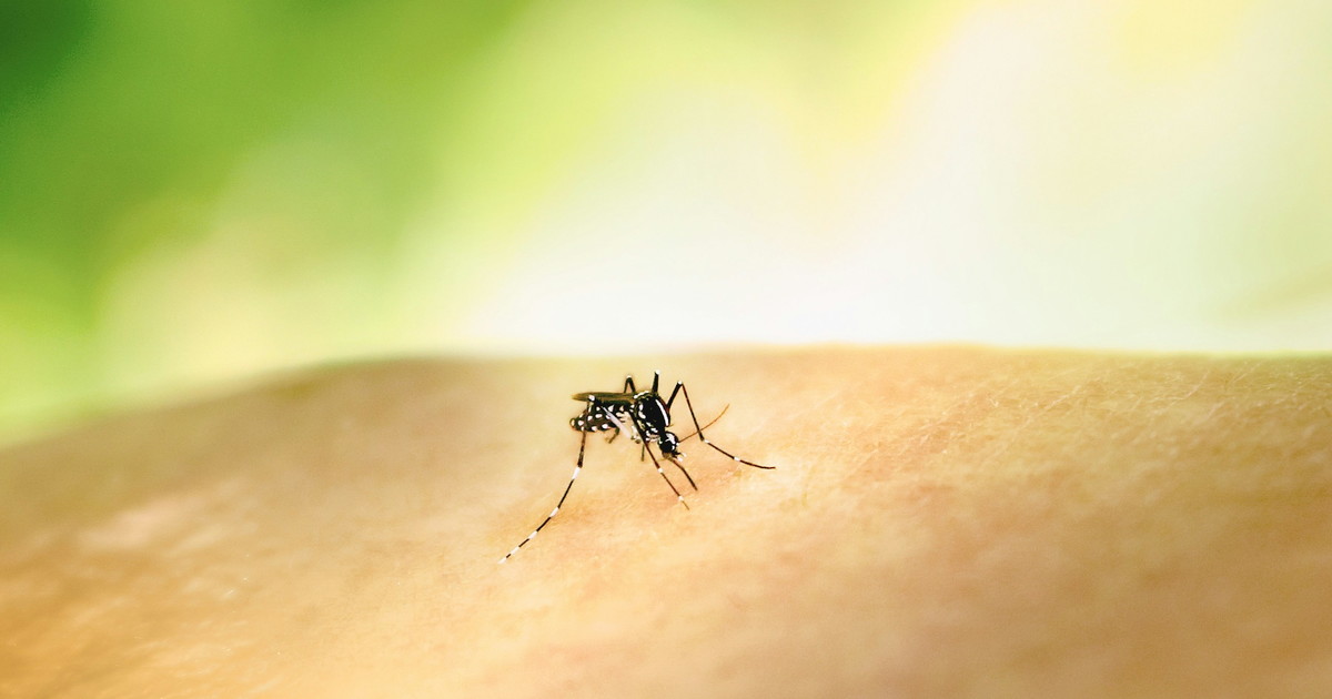 il virus del nilo fa la seconda vittima nel lazio 77enne muore allo spallanzani