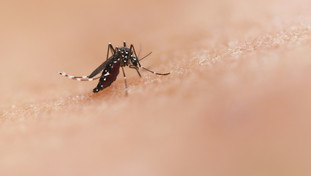 West Nile, le vittime sono 4. I focolai nel Lazio e in Campania: cosa sappiamo