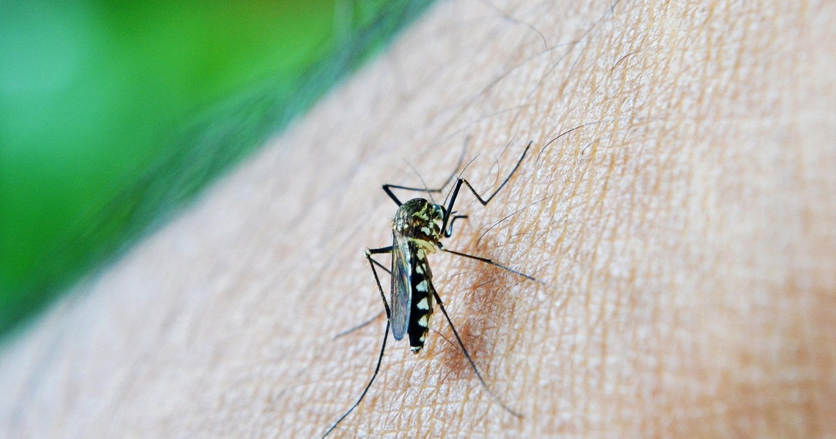 sesto morto in italia per il virus west nile decesso a latina