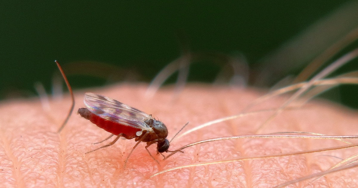 tutta la verit224 sui numeri del west nile i contagi e i morti degli ultimi tre anni