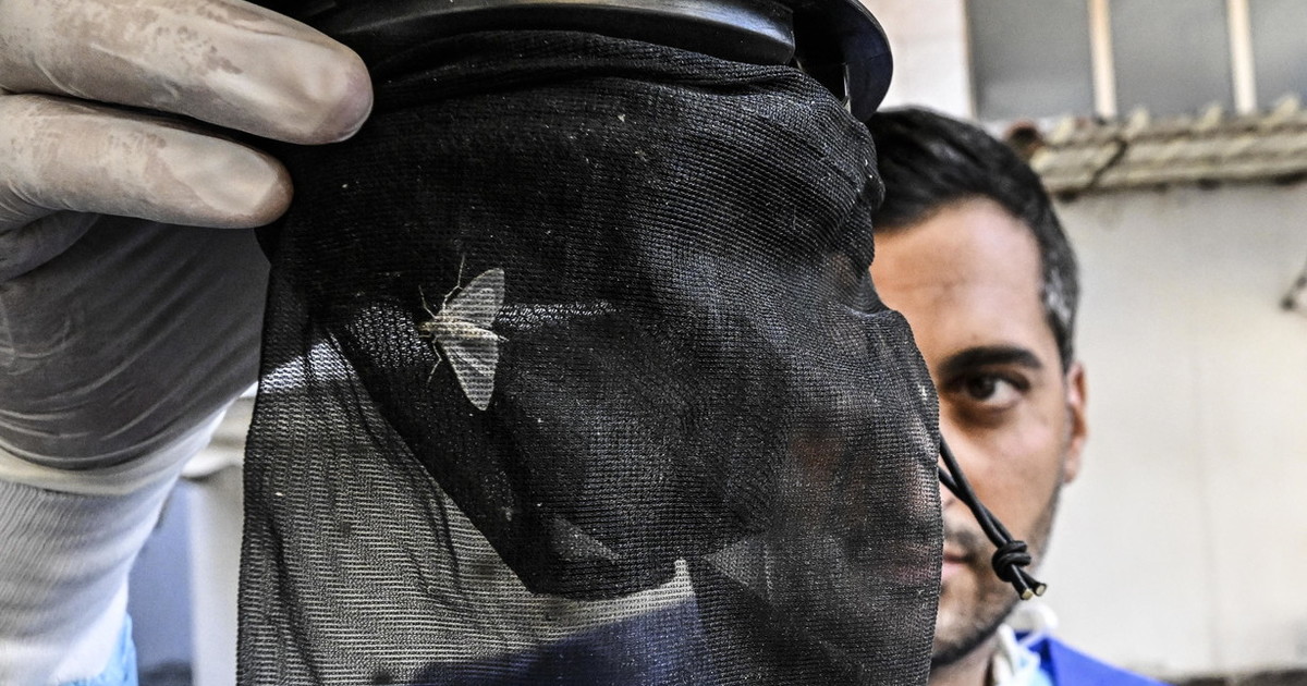 Allarme West Nile in Italia, ecco i sintomi da riconoscere subito