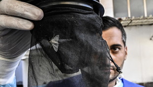 Allarme West Nile in Italia, ecco i sintomi da riconoscere subito