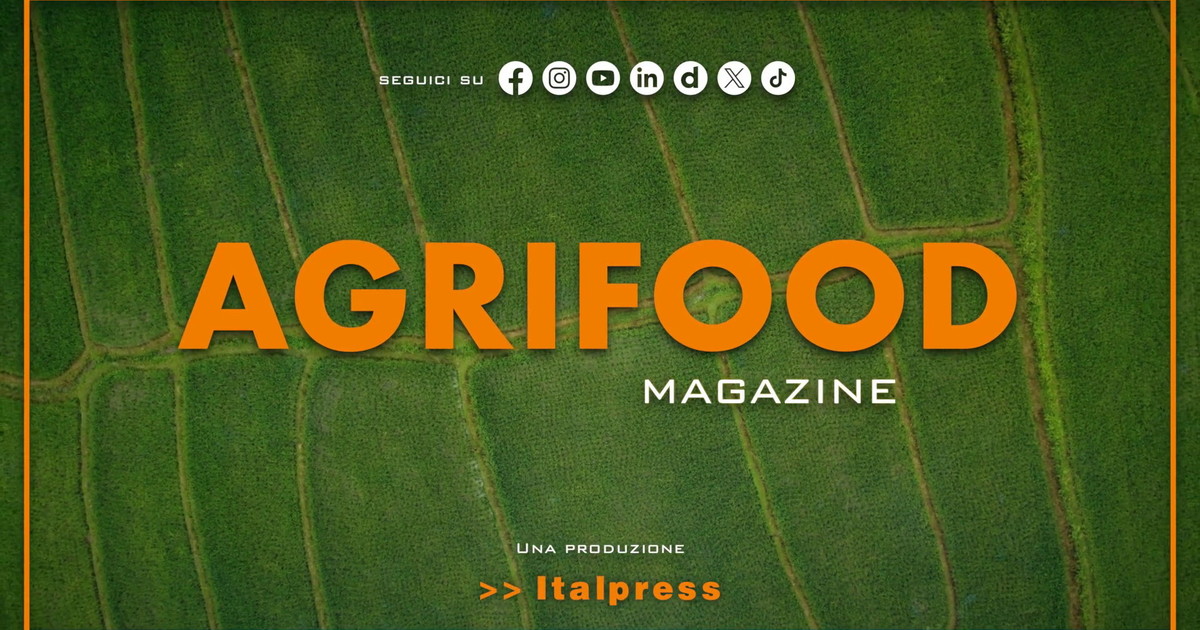 Agrifood Magazine - 30/7/2025