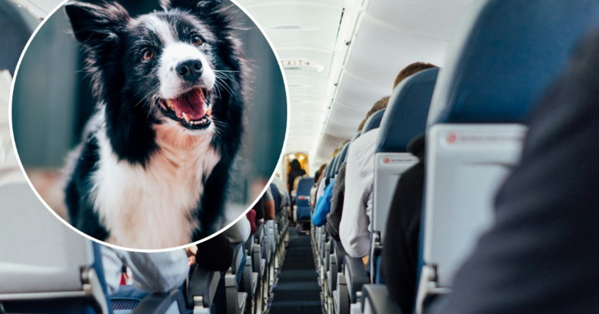 Rivoluzione in aereo, cani (anche grandi) accanto al padrone