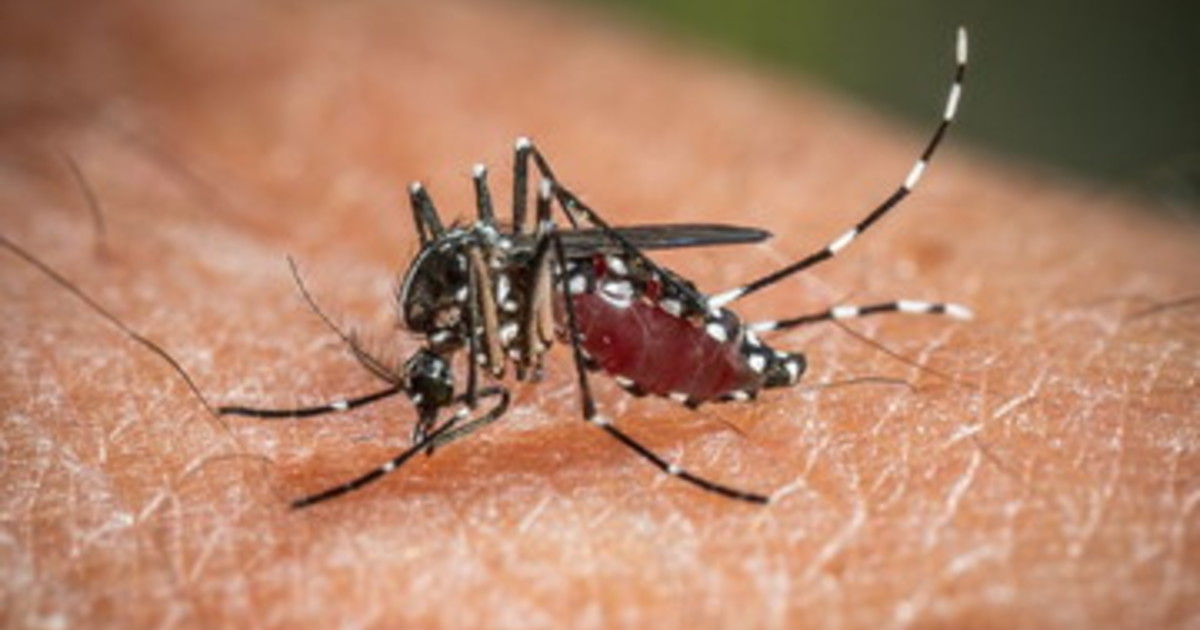 west nile da inizio anno 173 casi e 11 decessi in italia