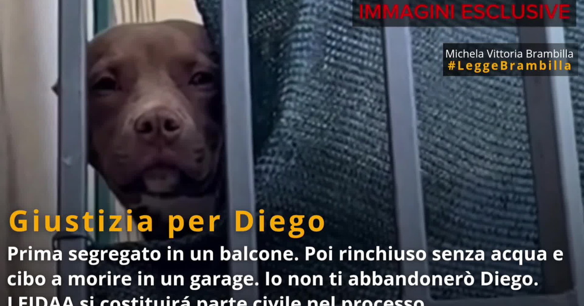 la tragica fine del pitbull diego c 232 un video inedito brambilla ora giustizia