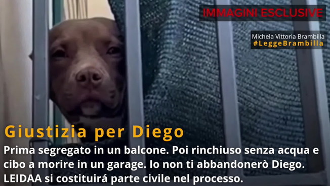 La tragica fine del pitbull Diego, c'è un video inedito. Brambilla: ora giustizia