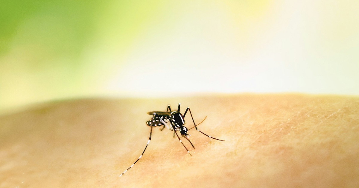 il west nile 232 a roma il primo caso di contagio il quartiere sotto osservazione