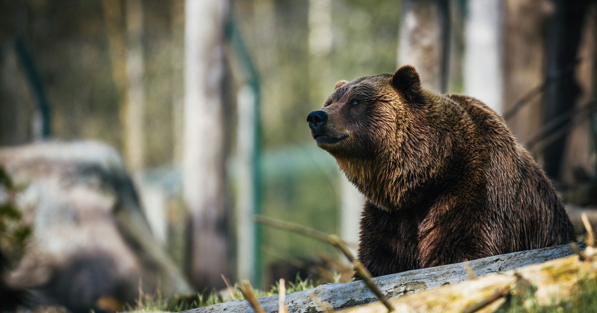 Scatta l'allarme per la presenza di un orso nel parco della Valgrade