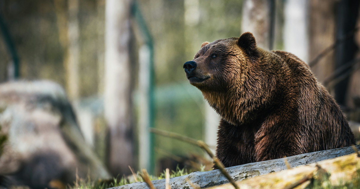 scatta l allarme per la presenza di un orso nel parco della valgrade