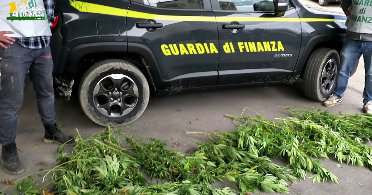 V Chietiju zasegli 20 kilogramov marihuane, skrite med rastlinjem