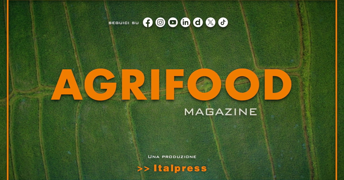 Agrifood Magazine - 20/8/2025