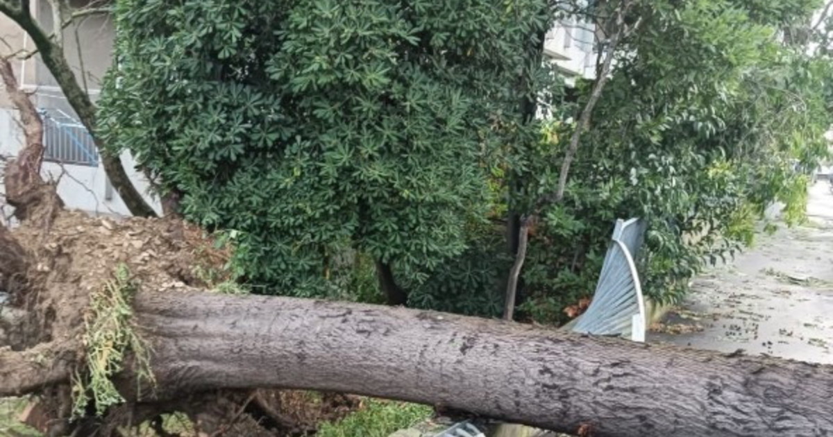 Maltempo, il temporale si abbatte sulla Romagna: alberi caduti e allagamenti