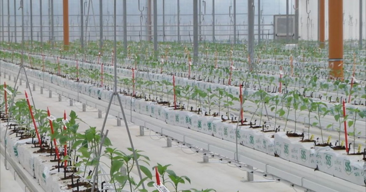 Bayer apre le porte all'innovazione, nuove serre hi-tech a Latina