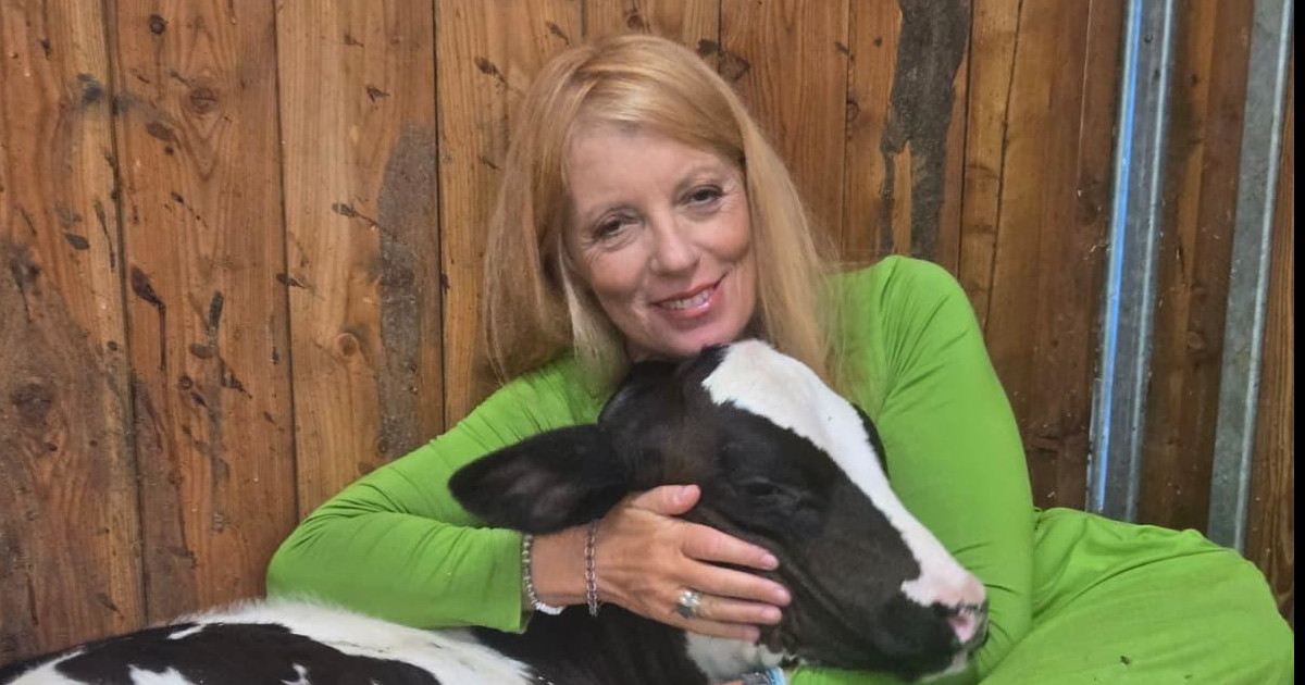 Animali, Brambilla riscatta la mucca fuggita da un macello in Brianza e la adotta Animali, Brambilla riscatta la mucca fuggita da un macello in Brianza e la adotta