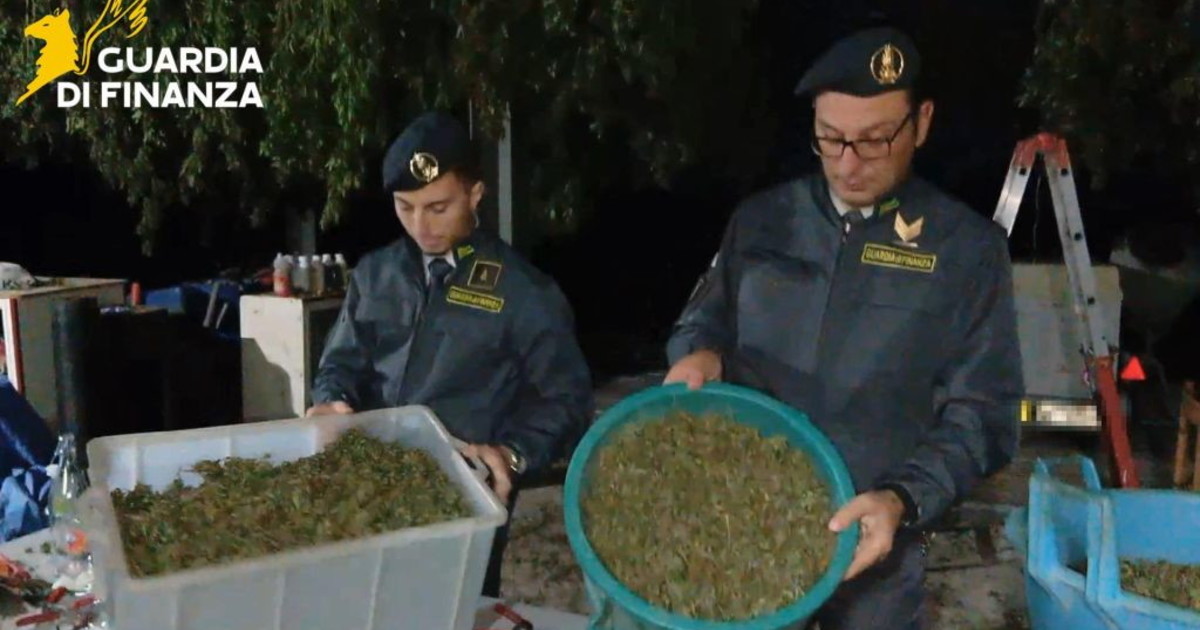 Scoperta “fabbrica della droga” a Napoli, sequestrata una tonnellata di cannabis Scoperta “fabbrica della droga” a Napoli, sequestrata una tonnellata di cannabis