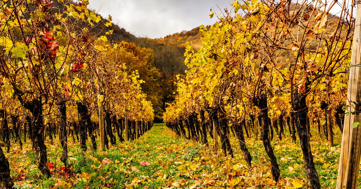 Bollicine italiane: Prosecco, Franciacorta e gli altri Bollicine italiane: Prosecco, Franciacorta e gli altri