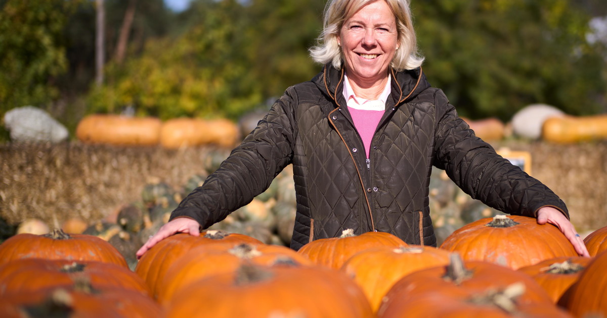 coldiretti halloween vale 30 milioni di euro raccolto record di zucche 40 mila tonnellate da Iltempo.it coldiretti halloween vale 30 milioni di euro raccolto record di zucche 40 mila tonnellate