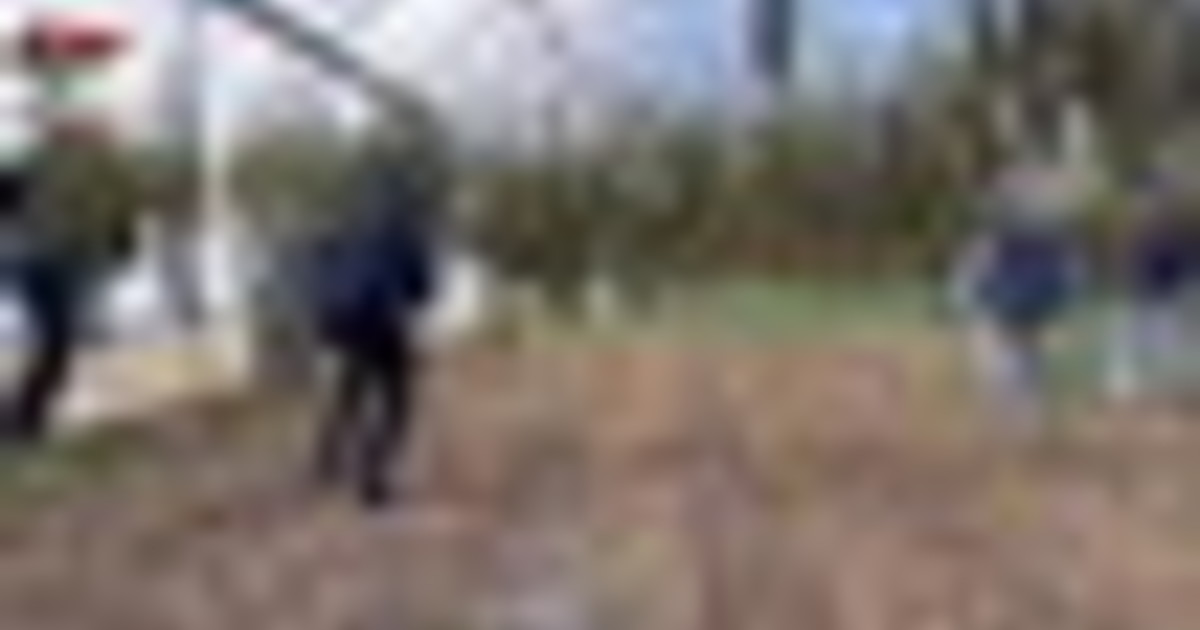 V okolici Cagliarija odkrili veliko plantažo marihuane, aretiranih šest oseb