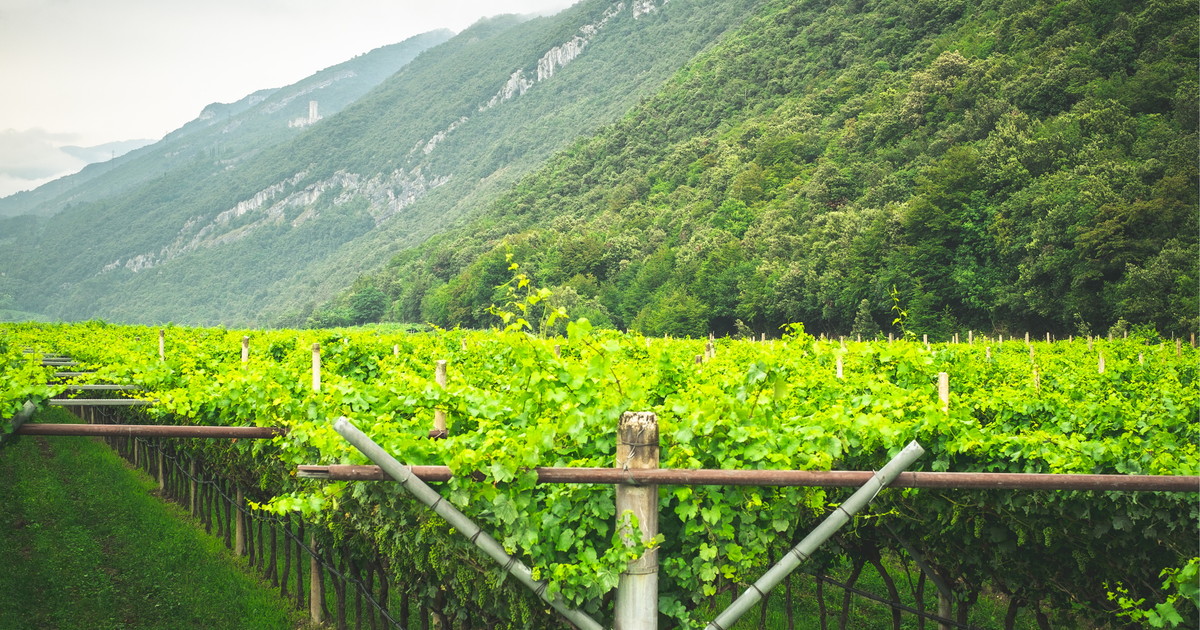 Trentino: dove il vino parla la lingua della montagna
