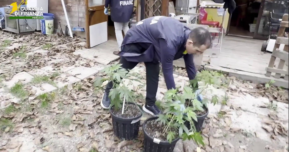 Coltivavano marijuana in casa e in giardino, due arresti nel Perugino