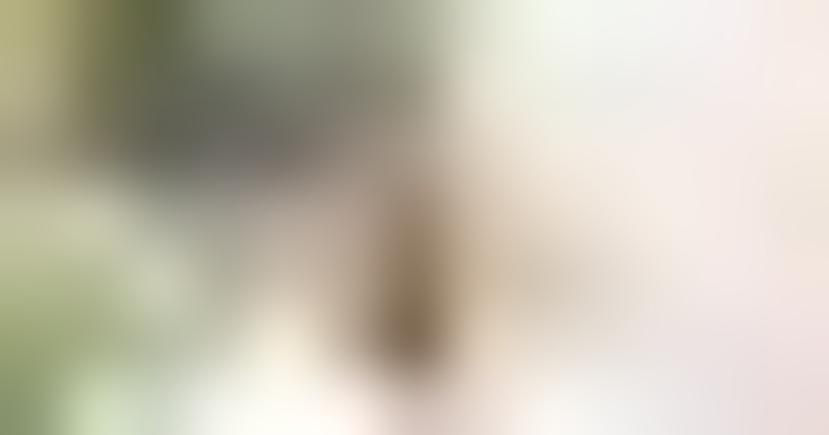 In Francia il gatto Remi condannato agli "arresti domiciliari"