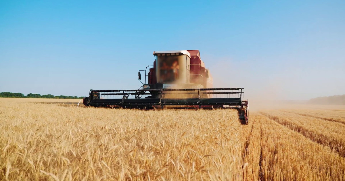 Grano duro, altri 10 milioni per la filiera nazionale