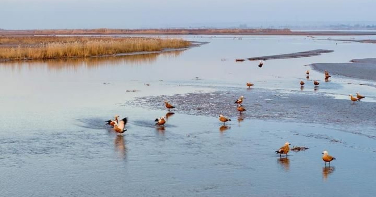 Cina, parco naturale nel Ningxia diventa un paradiso per gli uccelli migratori