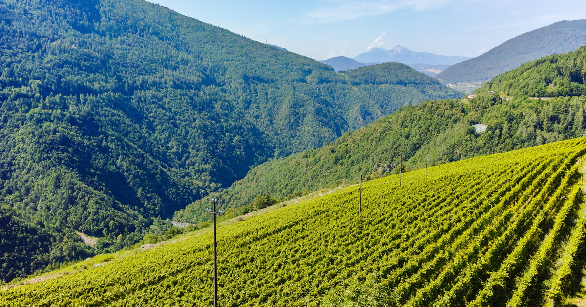 Chardonnay trentino, il volto elegante dell'alta quota italiana 