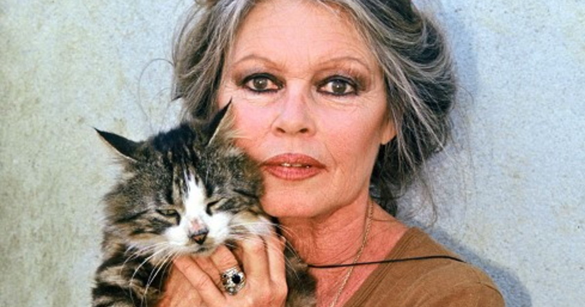 bardot di nuovo ricoverata in ospedale come sta l attrice da Iltempo.it bardot di nuovo ricoverata in ospedale come sta l attrice