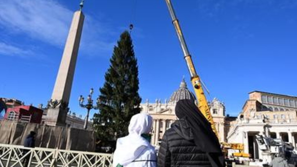 per papa leone un albero di natale di 27 metri innalzato a piazza san pietro
