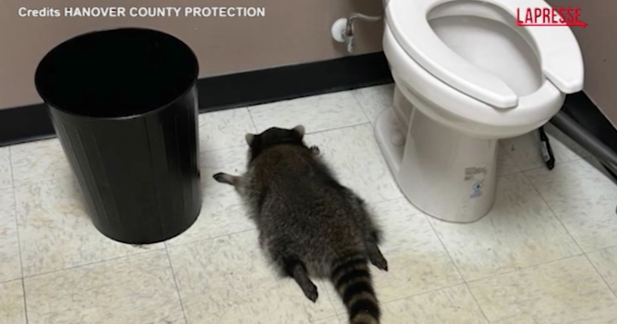 procione fa razzia di superalcolici in un negozio e si ubriaca come lo hanno trovato guarda da Iltempo.it procione fa razzia di superalcolici in un negozio e si ubriaca come lo hanno trovato guarda