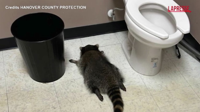 Virginia, procione fa razzia di superalcolici in un negozio di liquori e si ubriaca: le immagini virali