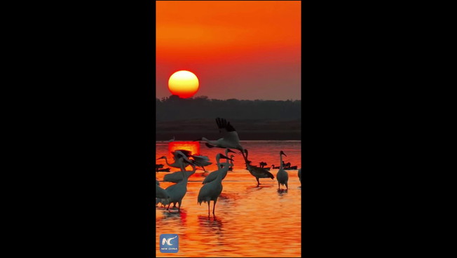 Cina, lago Poyang. Grande migrazione invernale degli uccelli