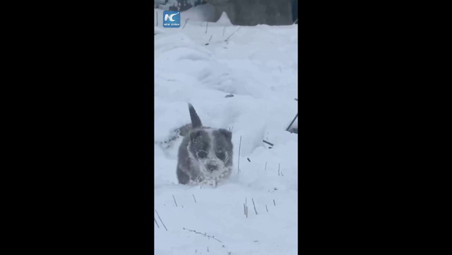 Cina, cucciolo di cane da pastore sfida la neve per radunare le pecore