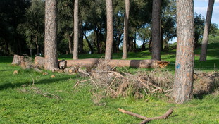 Fratelli d'Italia: All'Eur abbattuti 52 alberi. Così si distrugge il patrimonio verde della Capitale