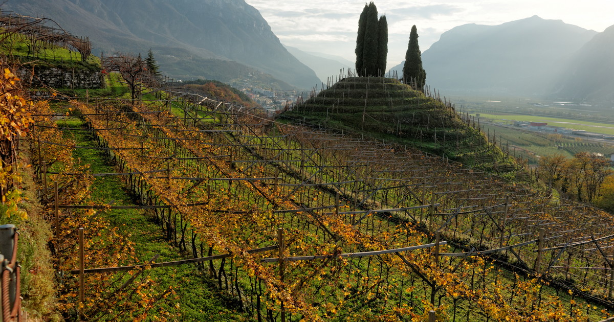 teroldego rotaliano il principe rosso del trentino da Iltempo.it teroldego rotaliano il principe rosso del trentino