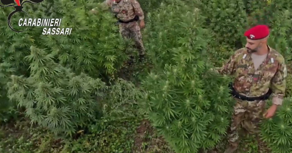 Razbitje mrež trgovcev z drogami v Italiji: Aretacije v Foggii, Olbiji, Rimu in Catanii