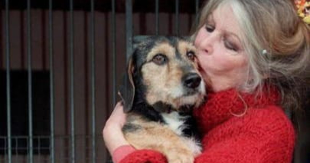 Addio a Brigitte Bardot. Da sex symbol ad ad attivista per i diritti degli animali