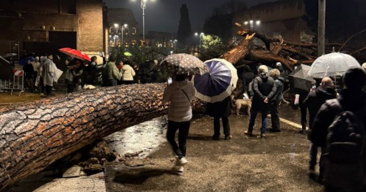 Crolla un pino vicino al Colosseo. Strage sfiorata ai Fori Imperiali