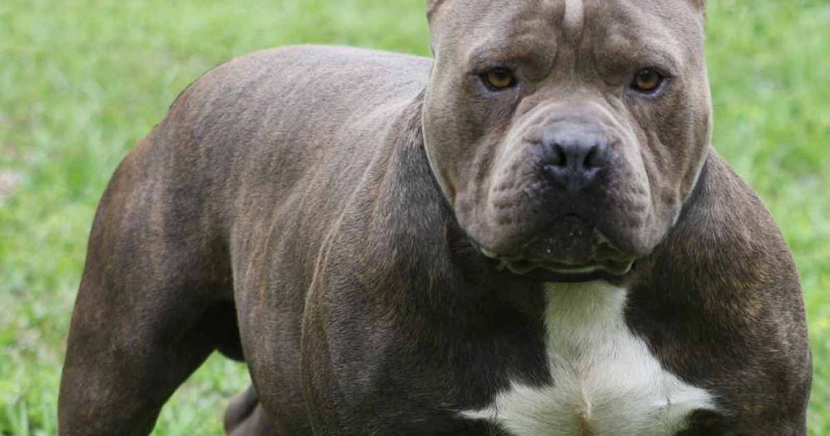 Pitbull azzanna bimbo di un anno, il sindaco: "Serve intervento normativo"
