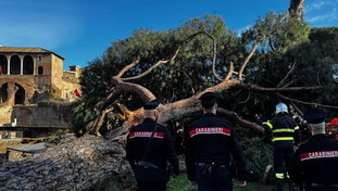 Albero crolla ai Fori Imperiali, tre feriti. È il terzo in un mese